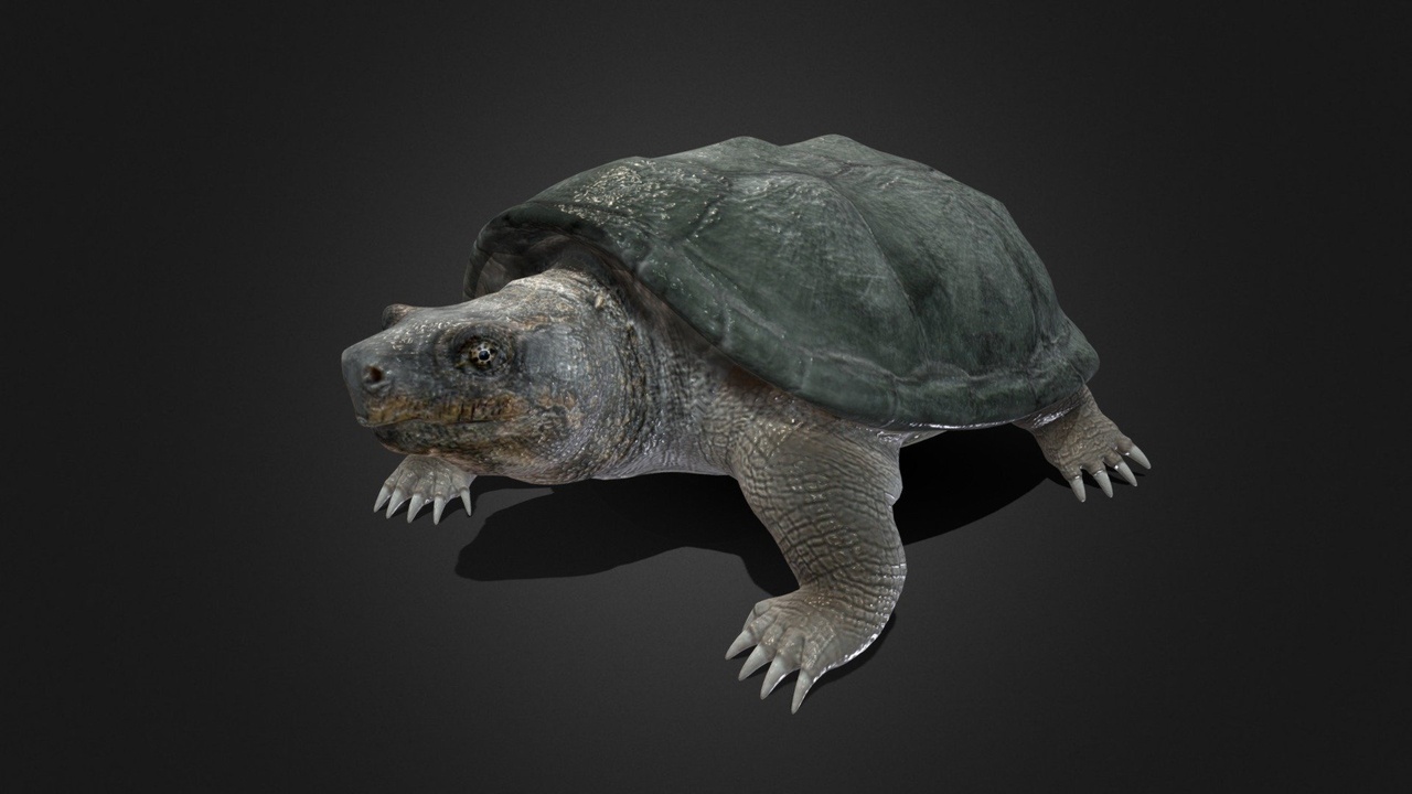 Media 1 for listing Turtle