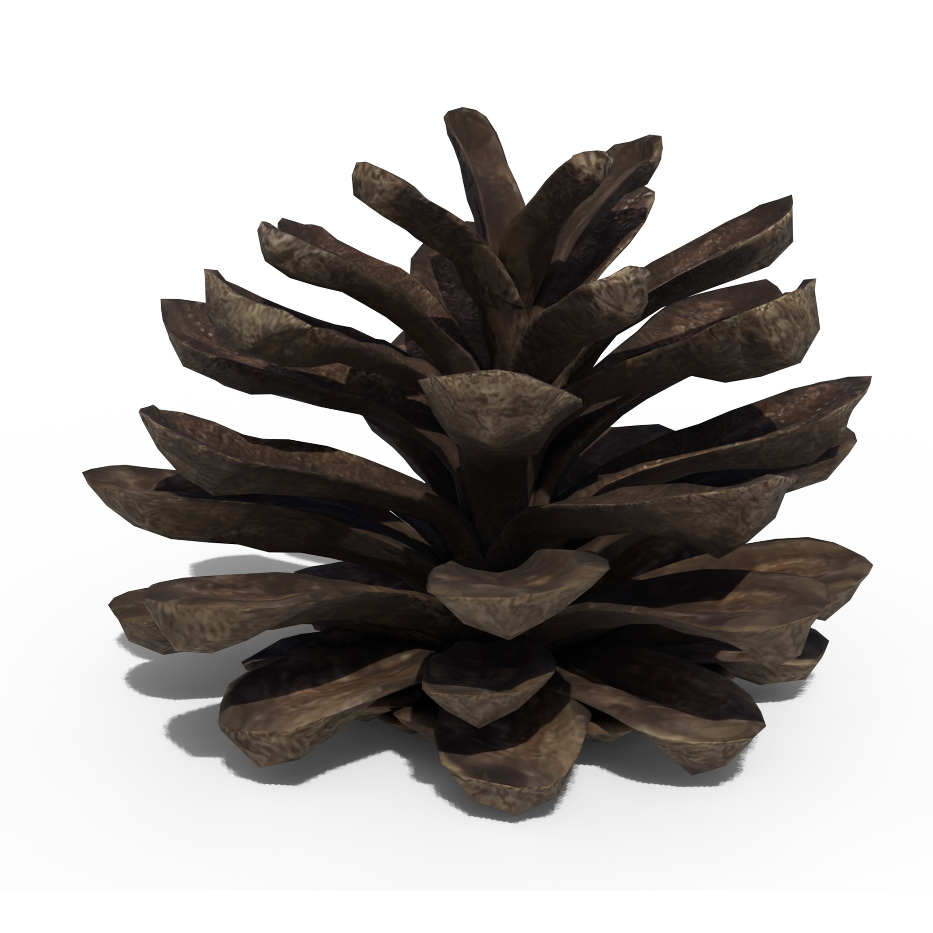 Media 1 for listing Pine Cone