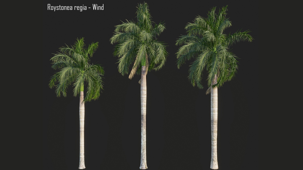Media 1 for listing Roystonea regia_01_wind