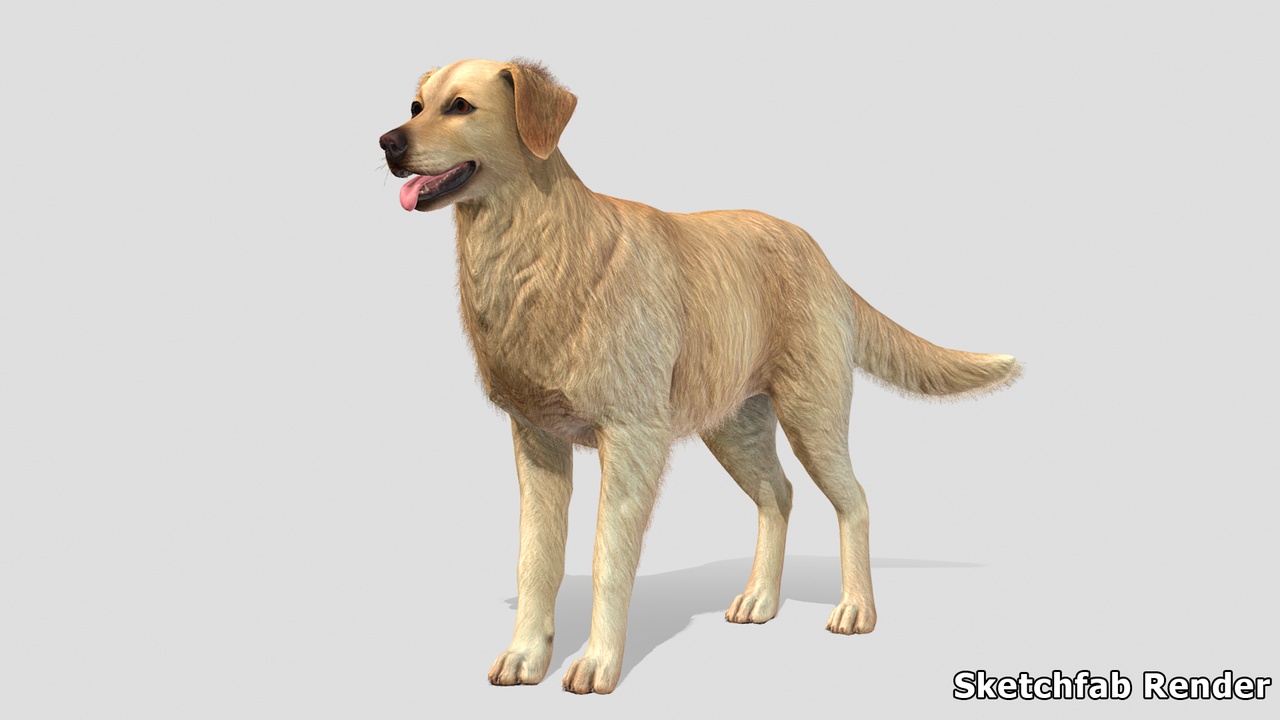 商品 Dog - Golden Retriever 的媒体 1