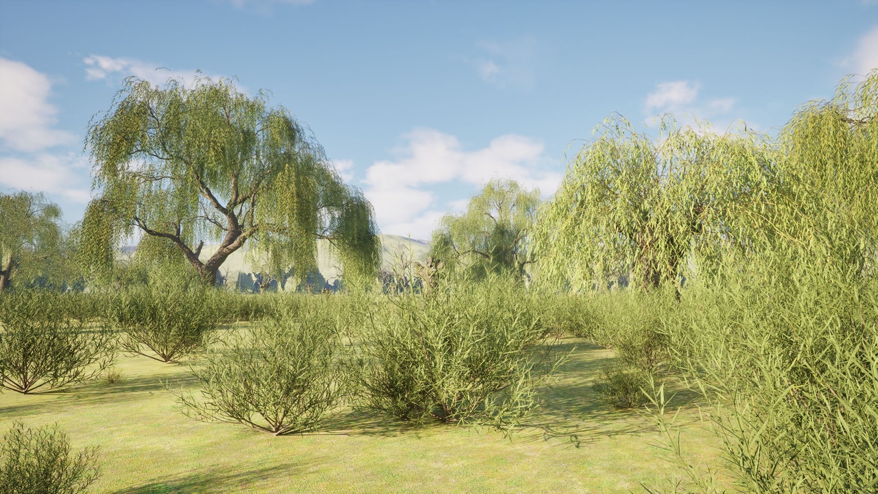 Media 1 for listing Salix babylonica (Weeping Willow) Tree Pack