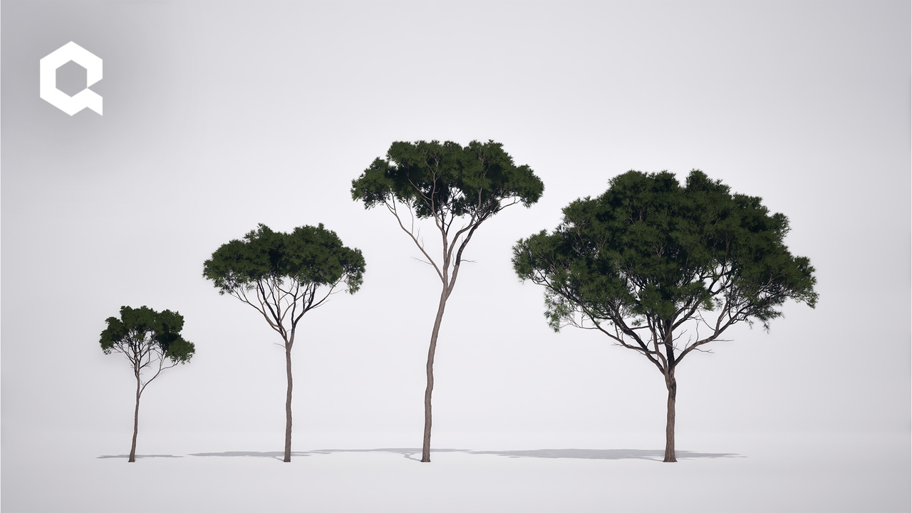 Media 1 for listing Megaplants: Aleppo Pine