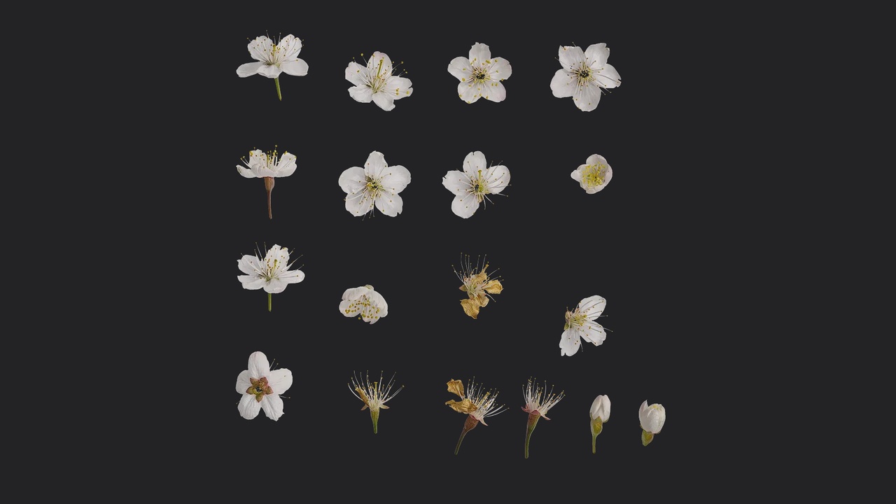 Media 1 for listing Prunus pseudocerasus Flower 03