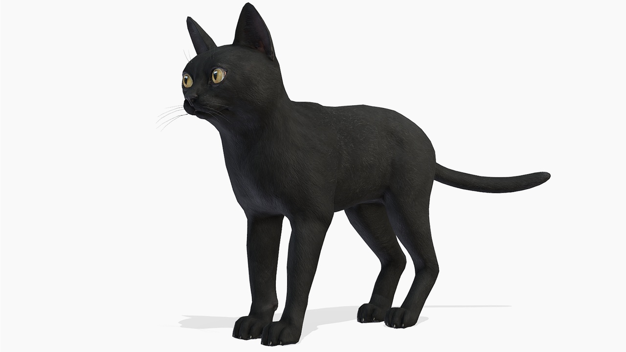 Media 1 for listing Cat - Bombay