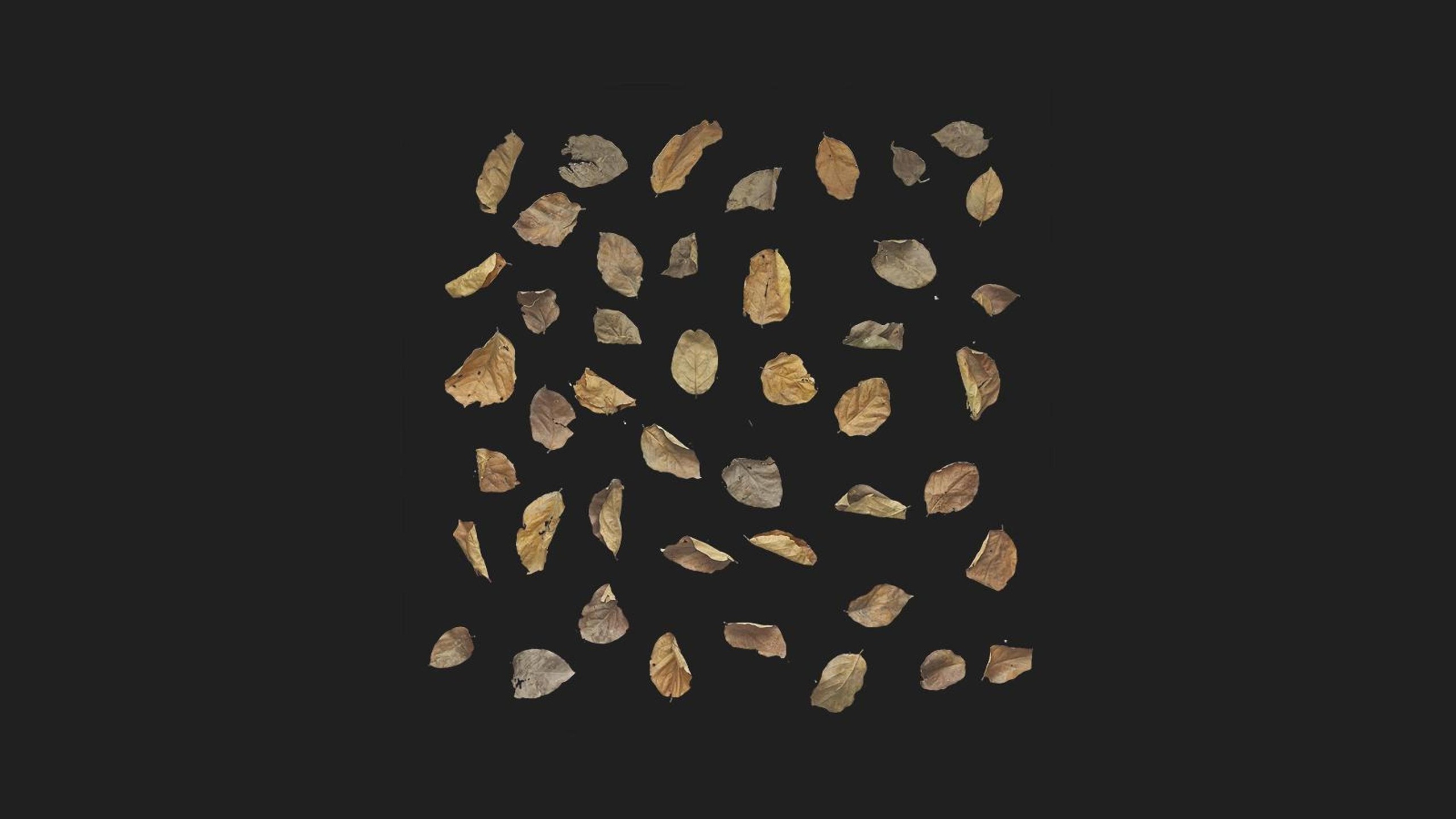 File multimediali per l'articolo Dry Leaf Scatter: 1