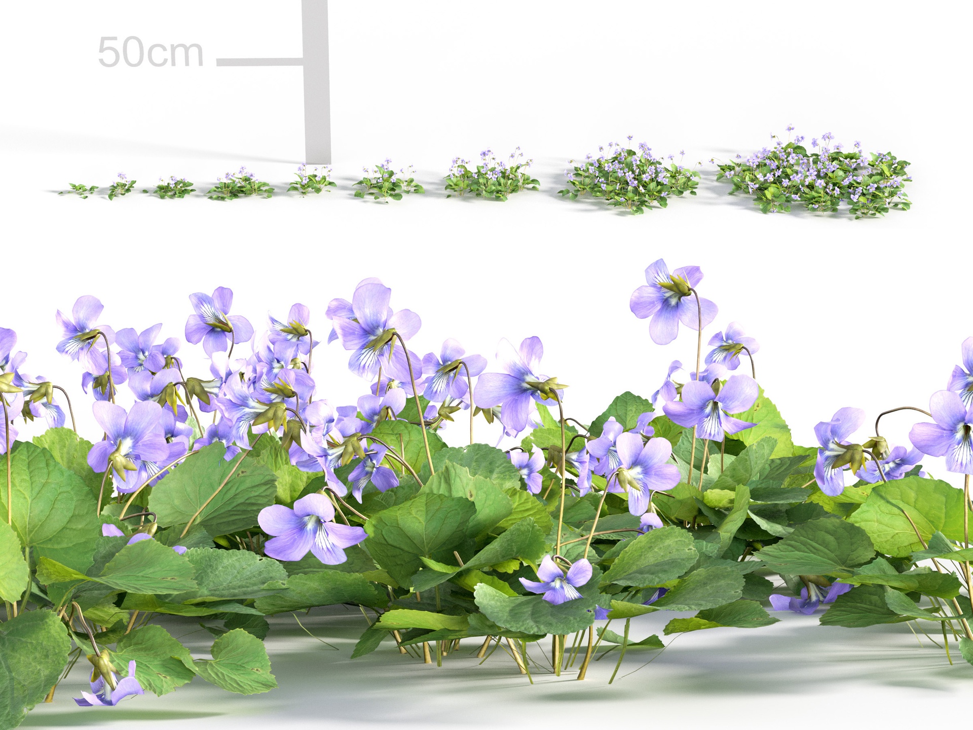 Media 1 for listing Ground cover plants Collection