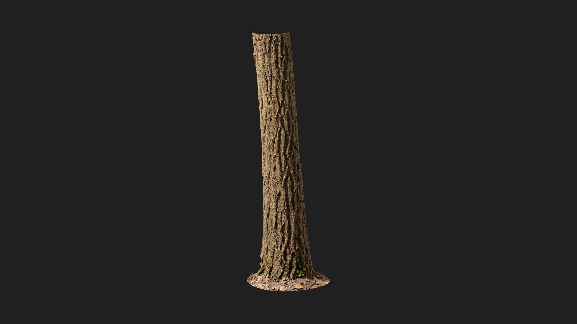 Ash Tree Trunk | Fab