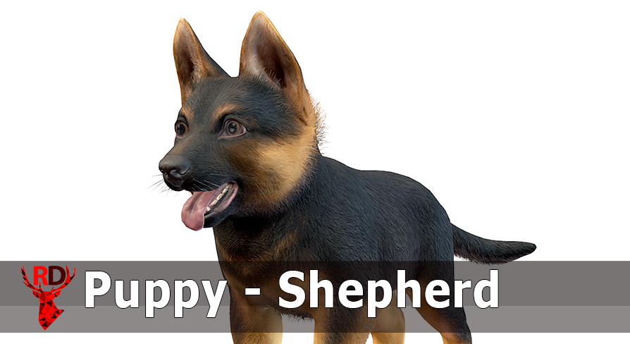 Puppy - Shepherd