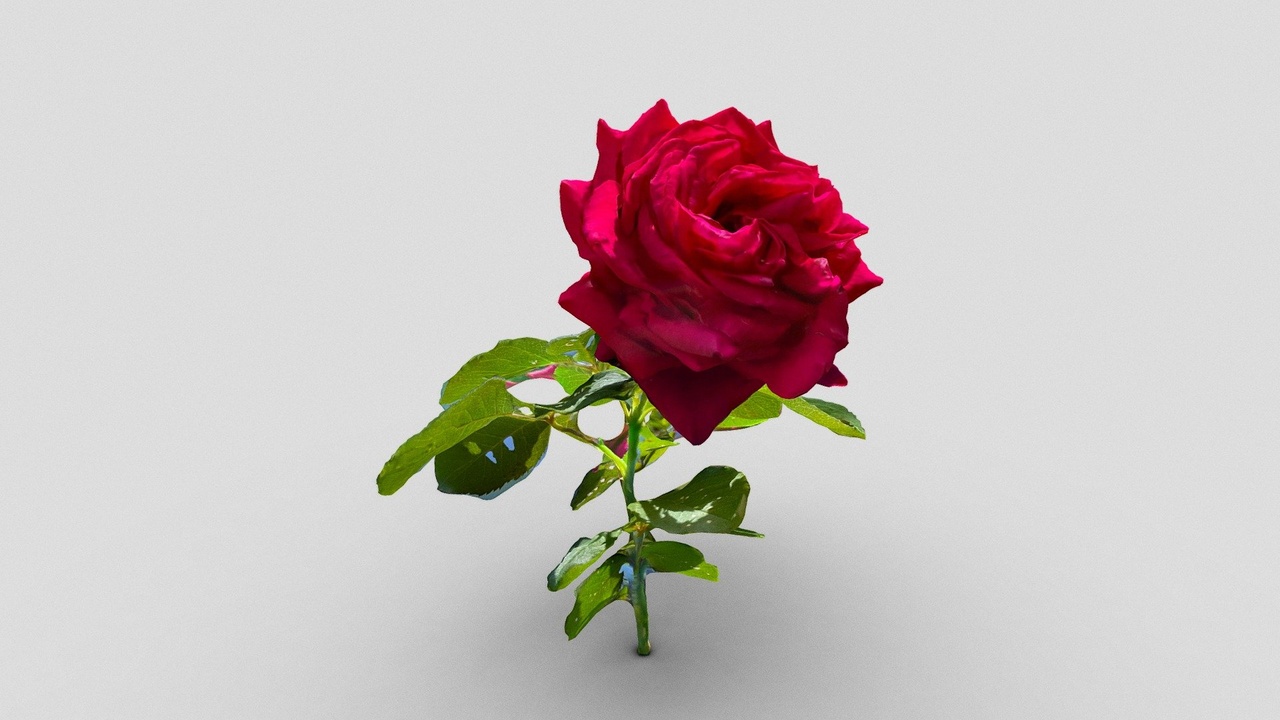 Media 1 for listing Rose