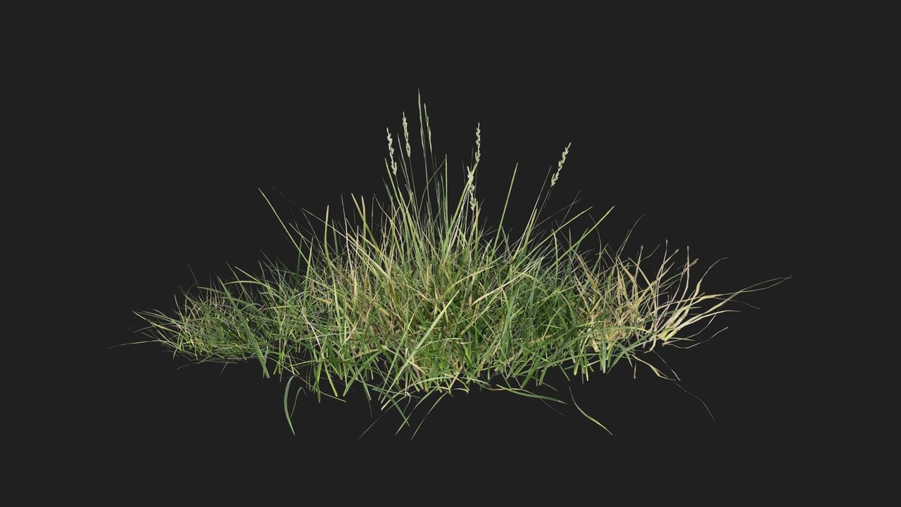 Media 1 for listing Wild Grass