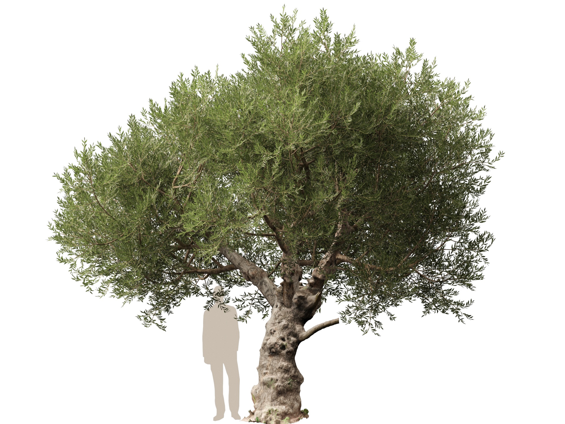 Media 1 for listing Scanned Olea Europaea - Common Olive 04 - Highpoly Lowpoly
