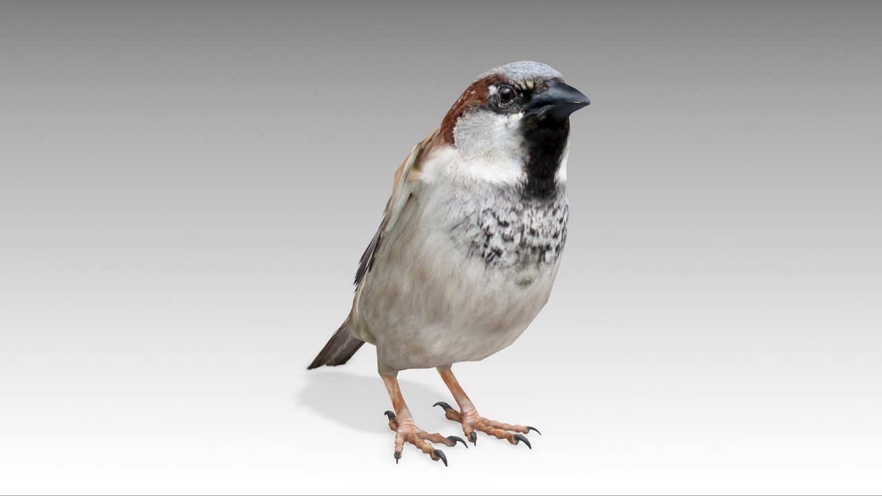 Sparrow ilanı için 1. medya
