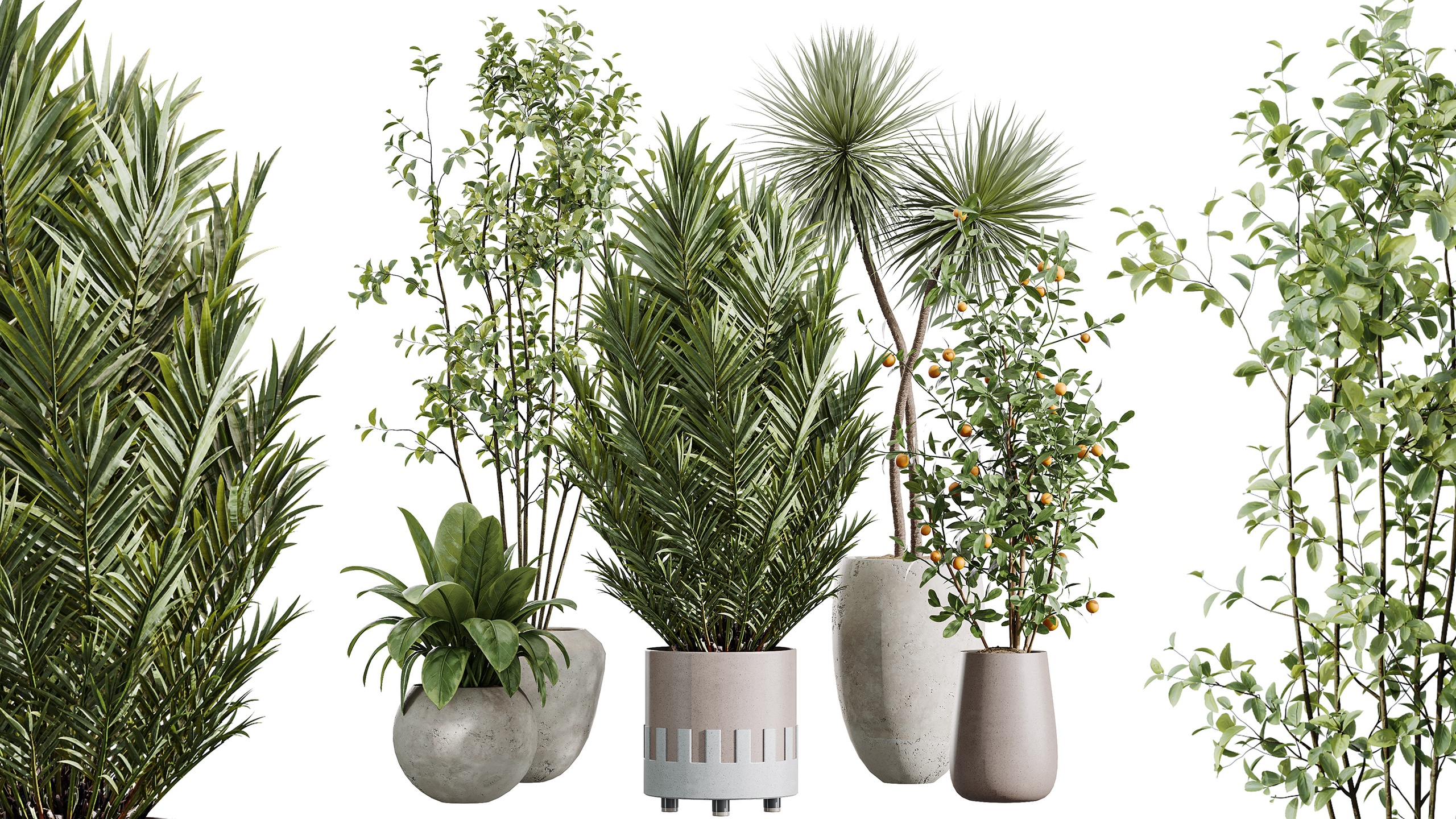 Media 1 for listing AV Indoor Plants Set 447 Orange Yucca Palm Olive Eucalyptus Ficus Beliza
