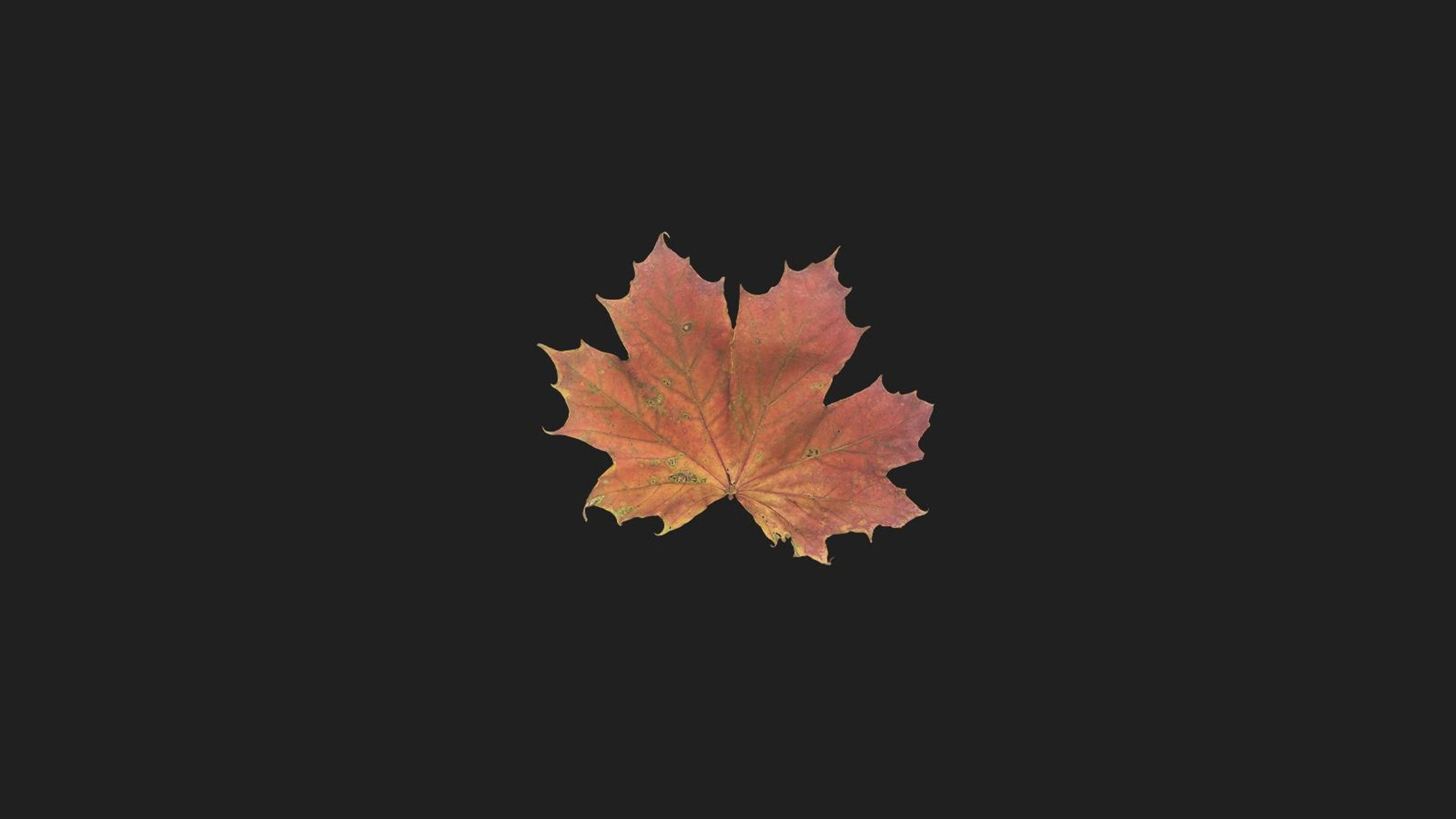 Media 1 for listing Maple Leaf