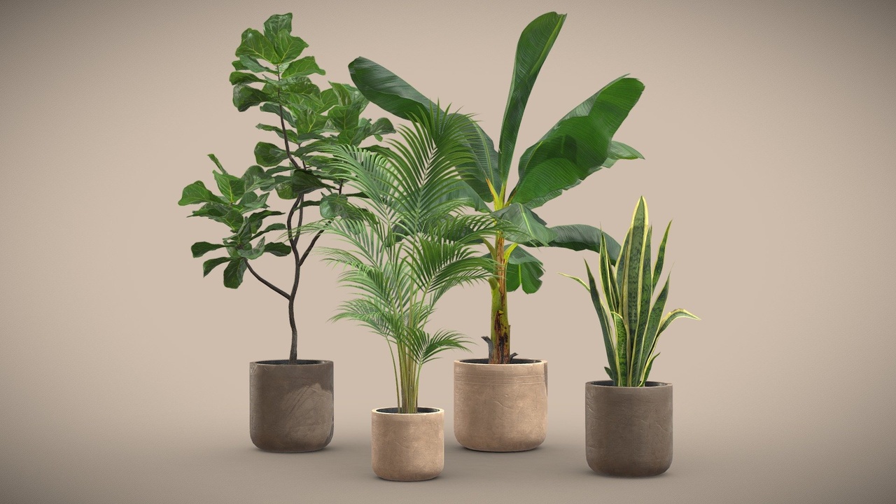 Media 1 for listing Indoor Plants Pack 24