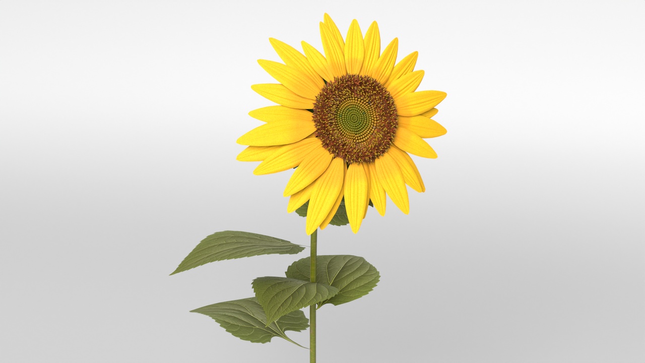 Media 1 for listing Sunflower