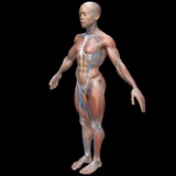 Advanced Human Body Study Collection | Fab