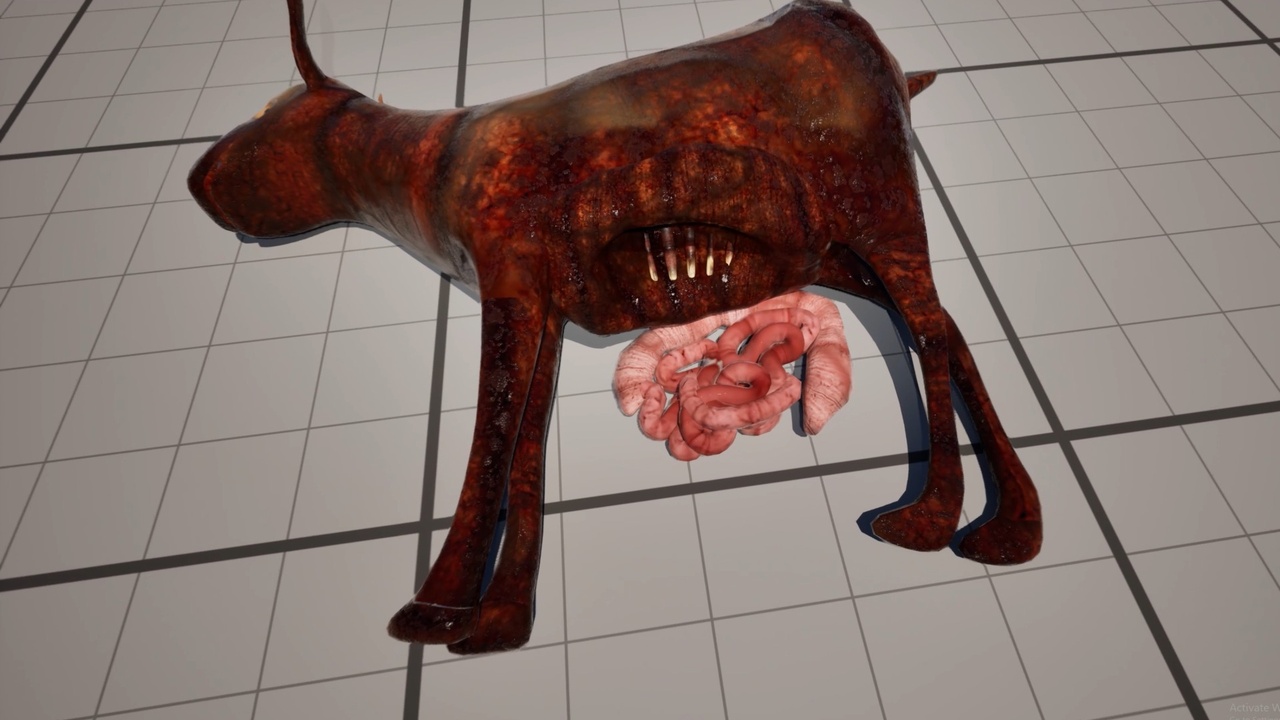 Media 1 for listing Realistic Animal Corpse Collection