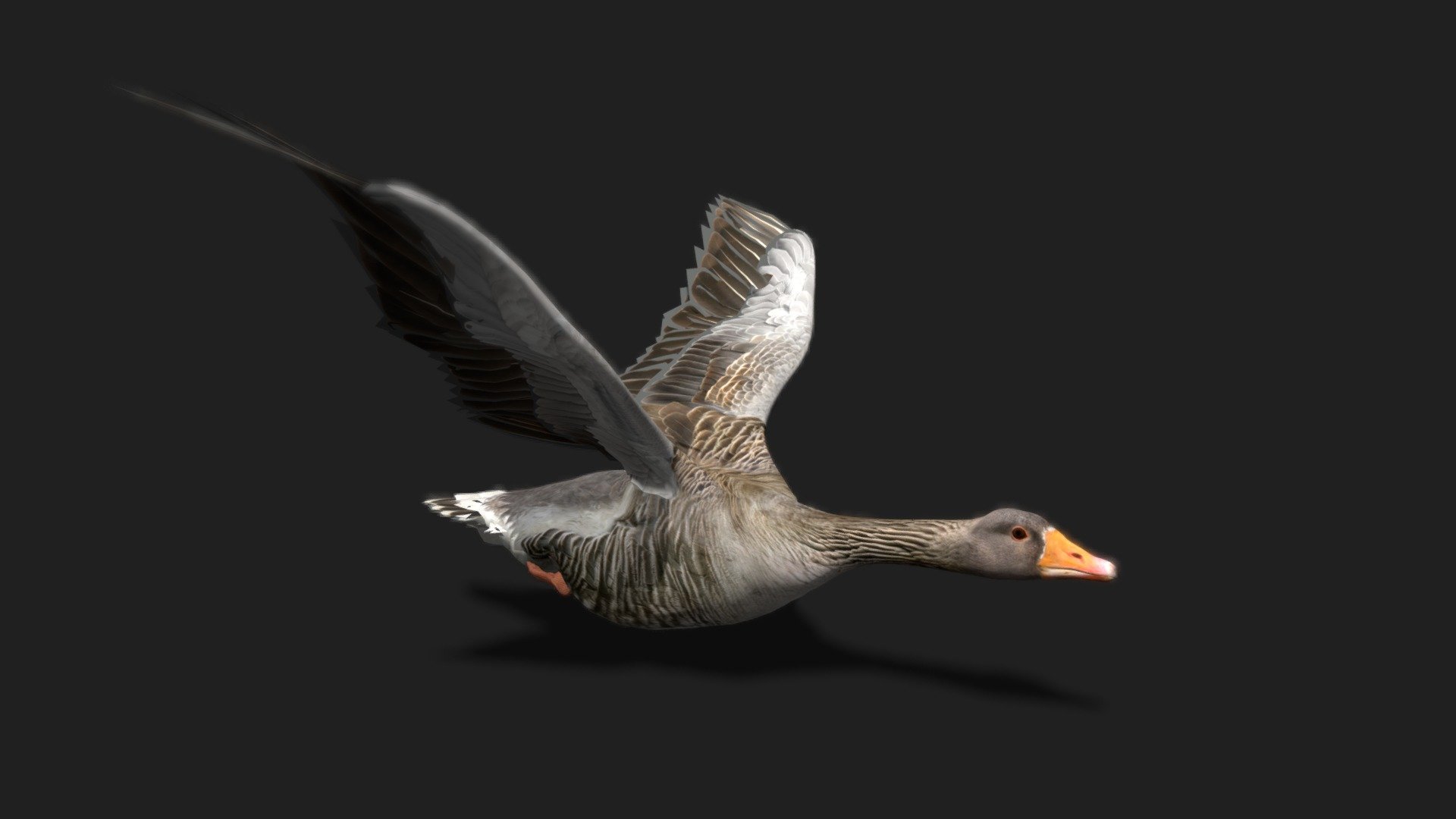 Realistic Goose 3D Model | Fab