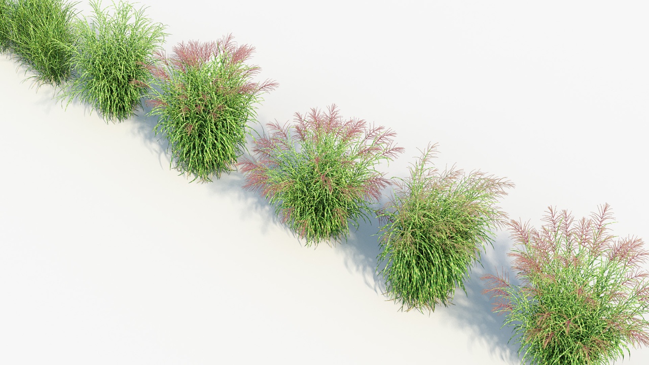الوسائط 1 للقائمة Miscanthus sinensis zebrinus 02
