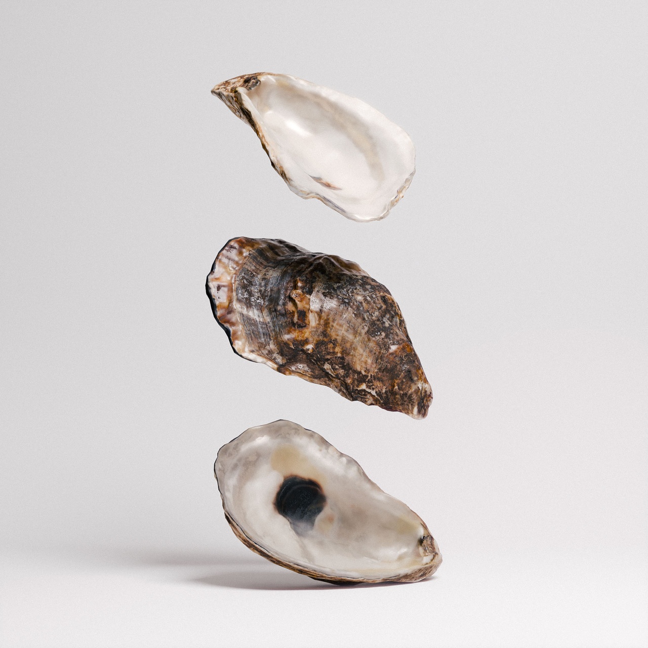 出品Oyster Shellsのメディア1