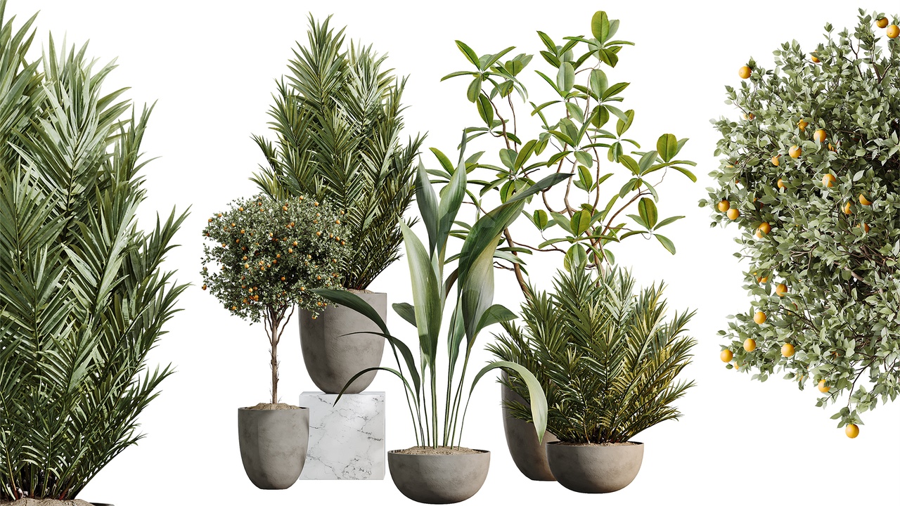 Media 1 for listing AV Indoor Plants Set 612 Ficus Aspidistra Palm Orange Calamondin Tree