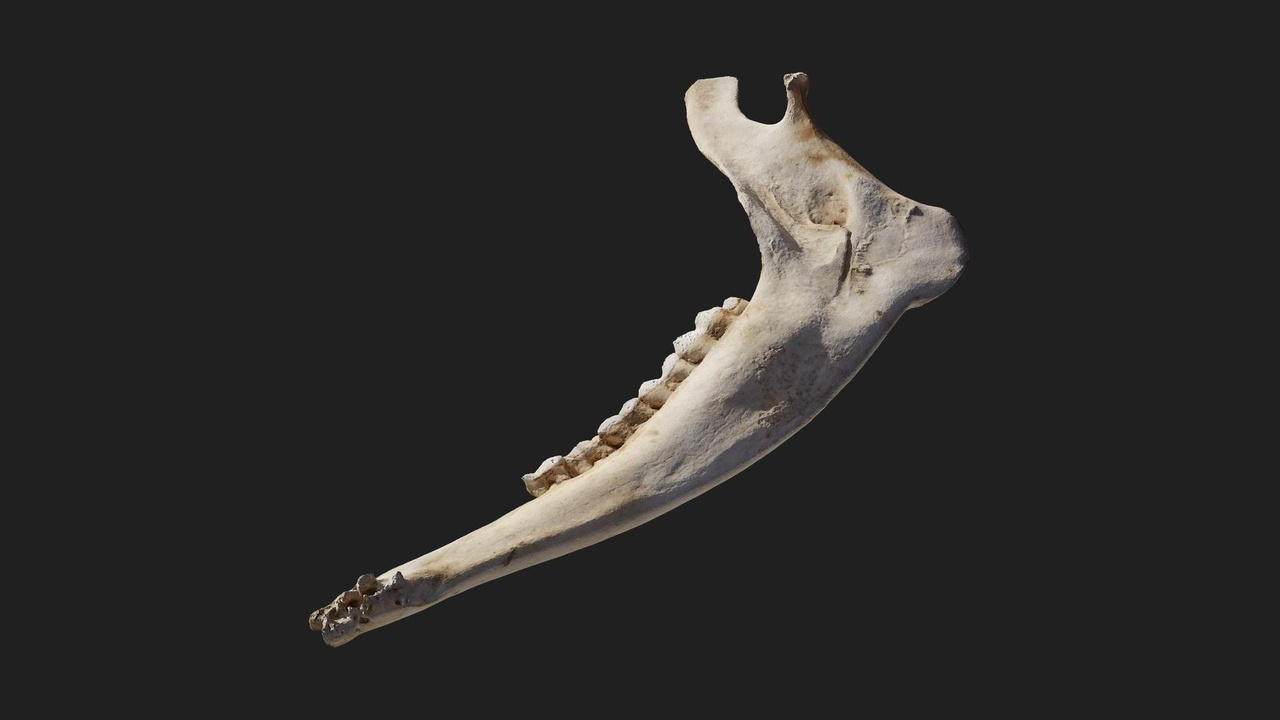 Media 1 for listing Animal Jaw Bone