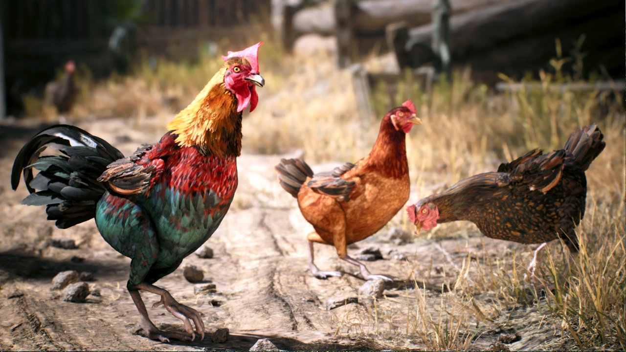 Multimedia 1 para anuncio Chickens: Rooster and Hen