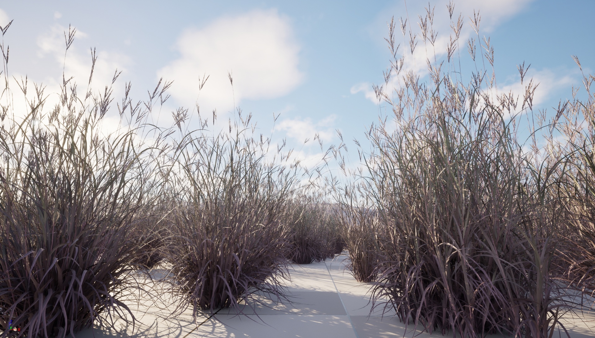 Media 1 for listing Nanite Wind Grass - Andropogon gerardii – Big bluestem grass