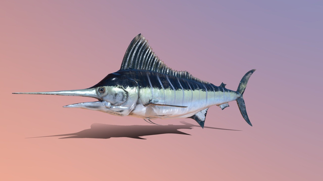 Media 1 for listing Sword Fish