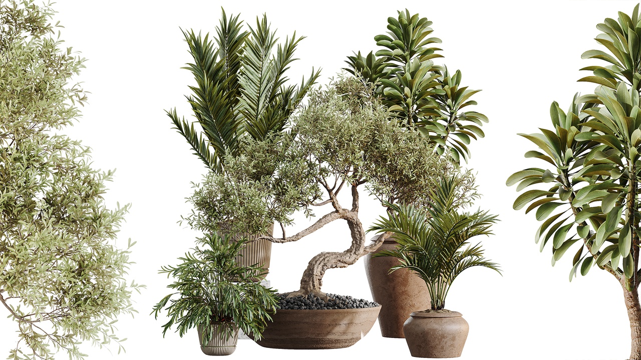 Media 1 for listing AV Indoor Plants Set 523 Areca Palm Olive Euphorbia Cyara