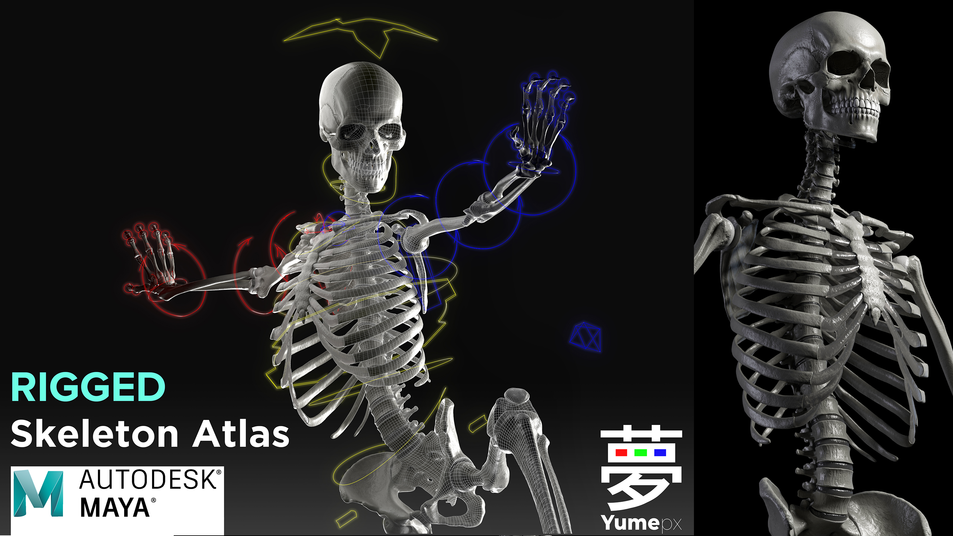Skeleton Rigged - 8k | Fab