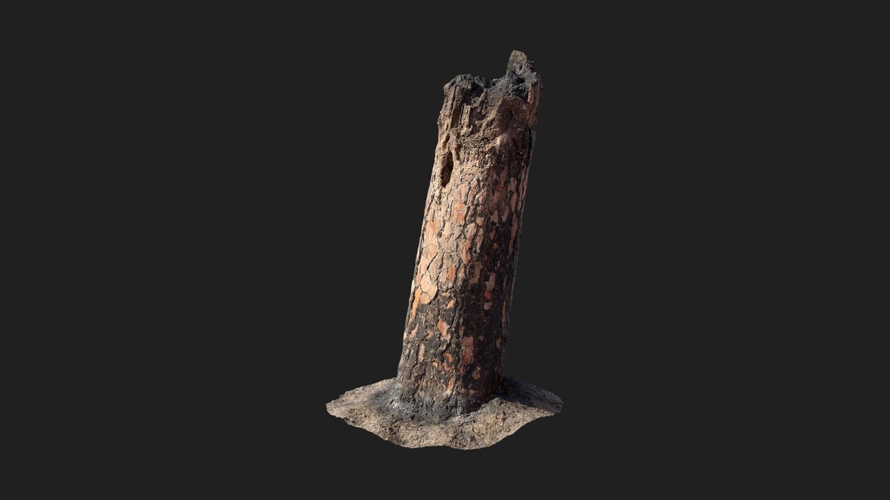 Media 1 for listing Burnt Tree Stump