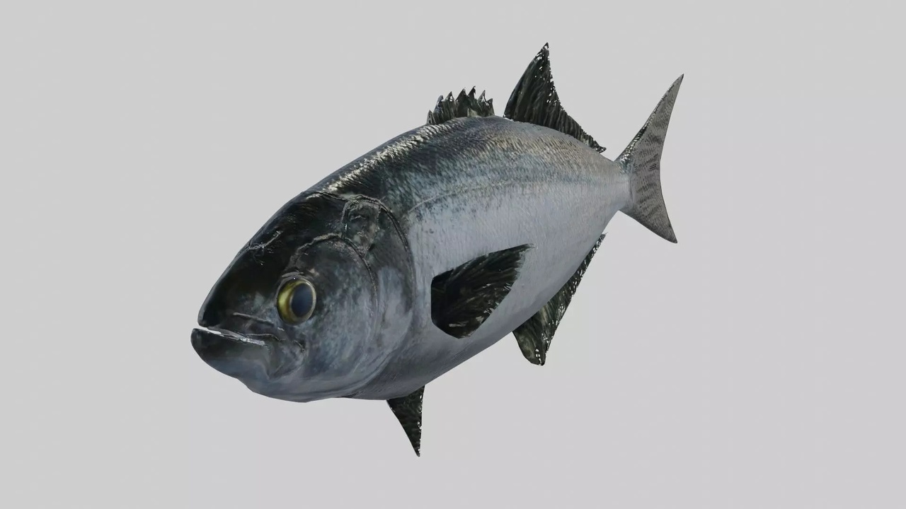 Media 1 for listing Australian Tailor Fish - Rigged & Animated Low-Poly PBR 3D Model