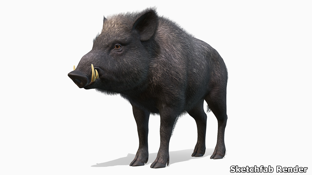 Media 1 for listing Wild Boar - Male