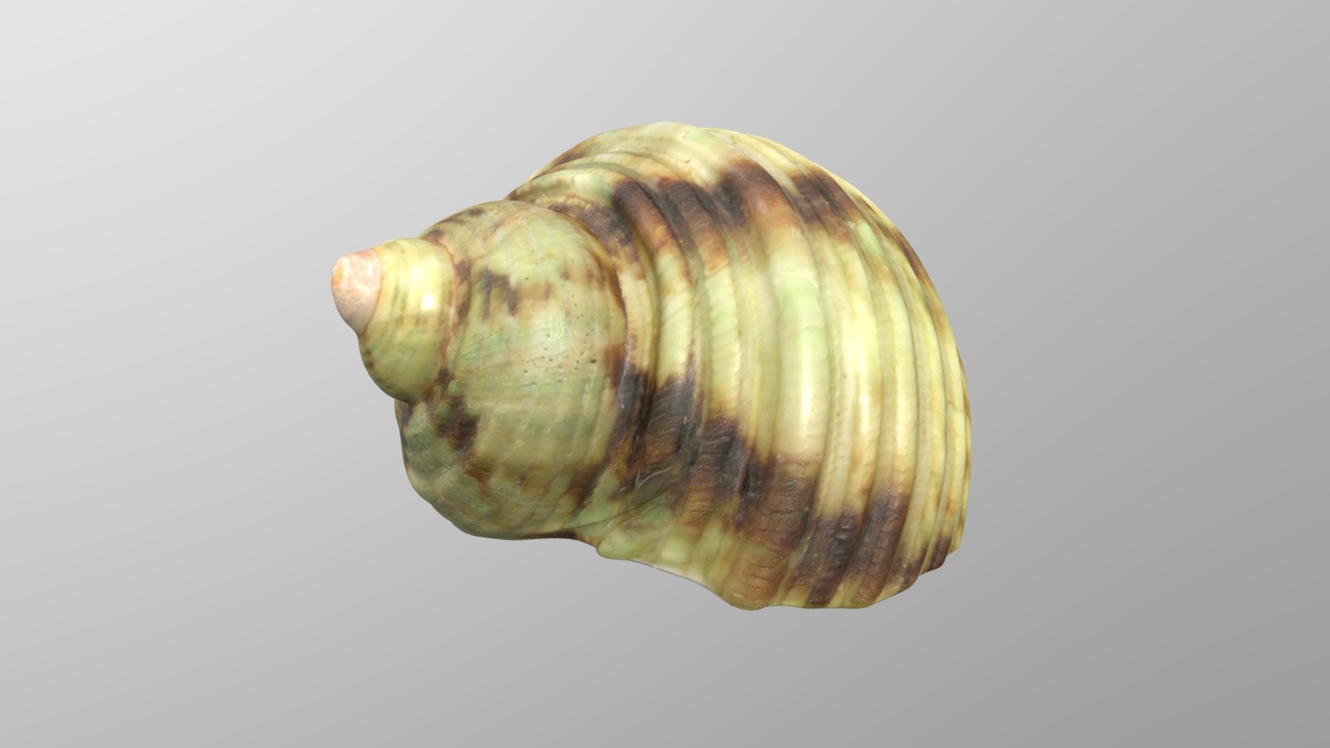 Green Seashell - 4K PBR | Fab