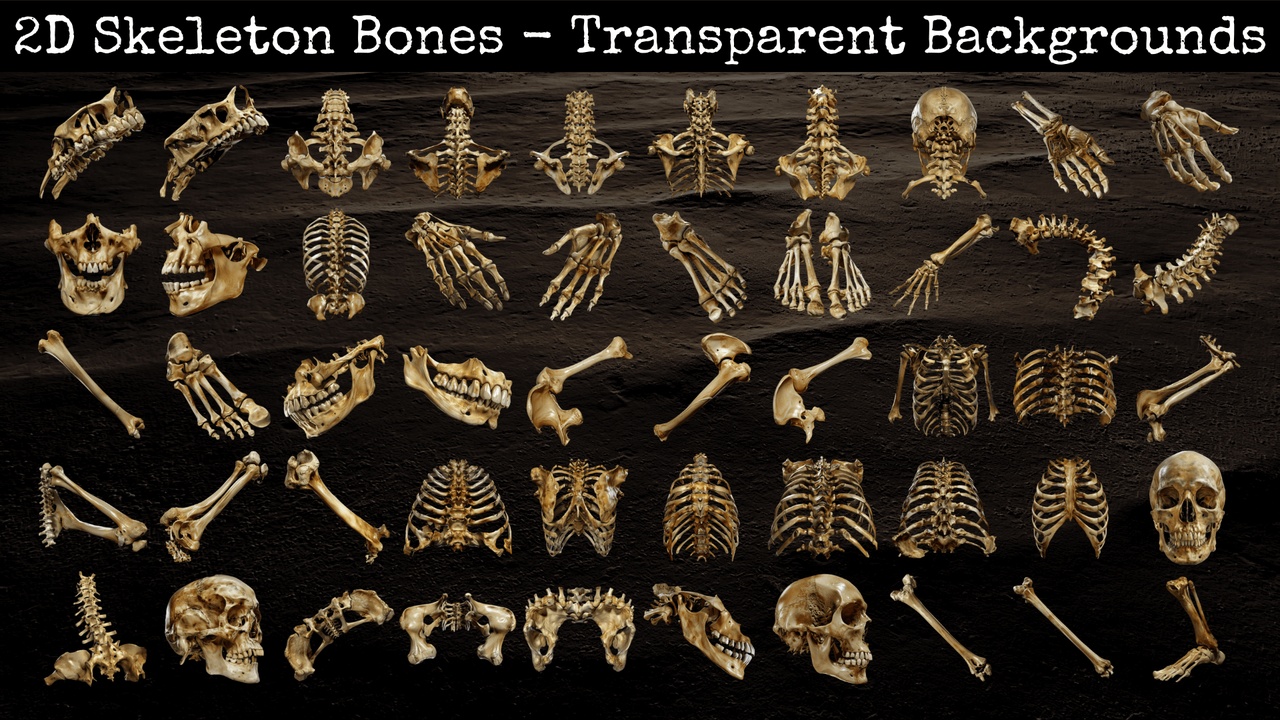 Media 1 for listing 2D Skeleton Bones - Transparent Backgrounds