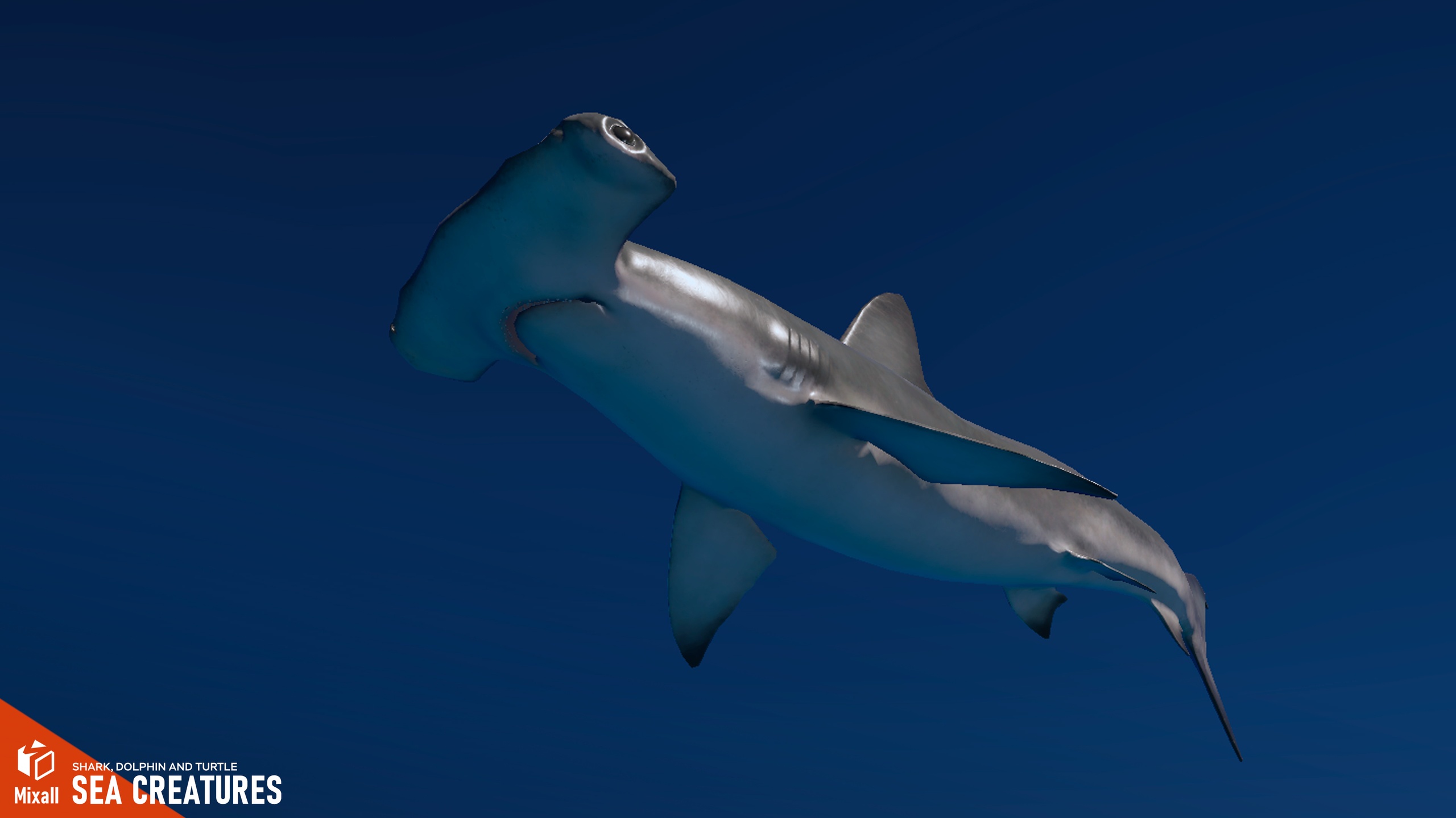 Media 1 for listing Sea Creatures - Shark, dolphin, stingray and turtle