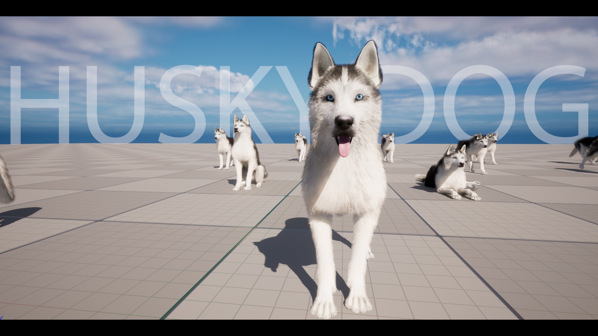 Media 1 for listing Husky Dog