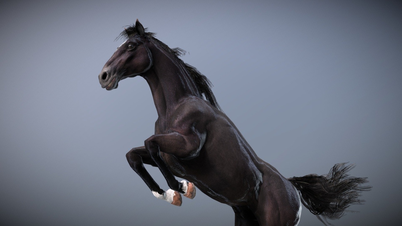 Media 1 for listing Horse — Spanish Mustang ( Black )
