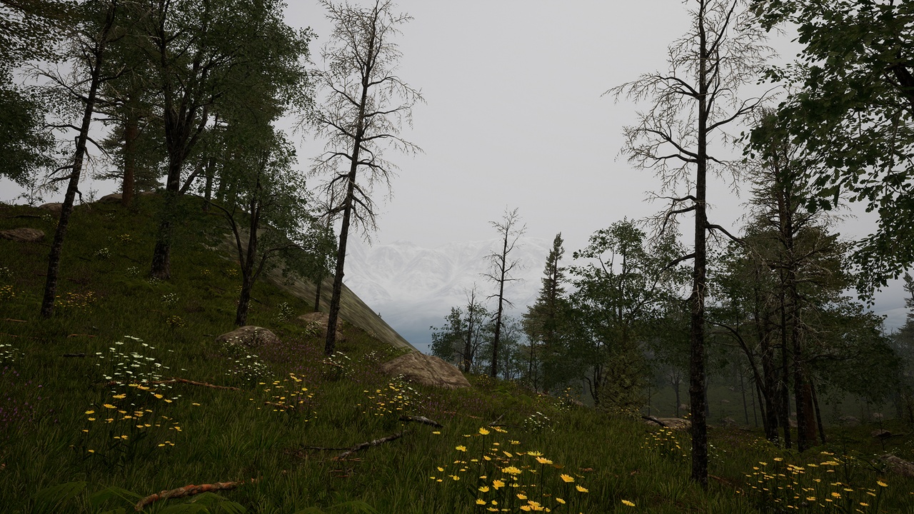 Media 1 for listing Foggy Pines Landscape
