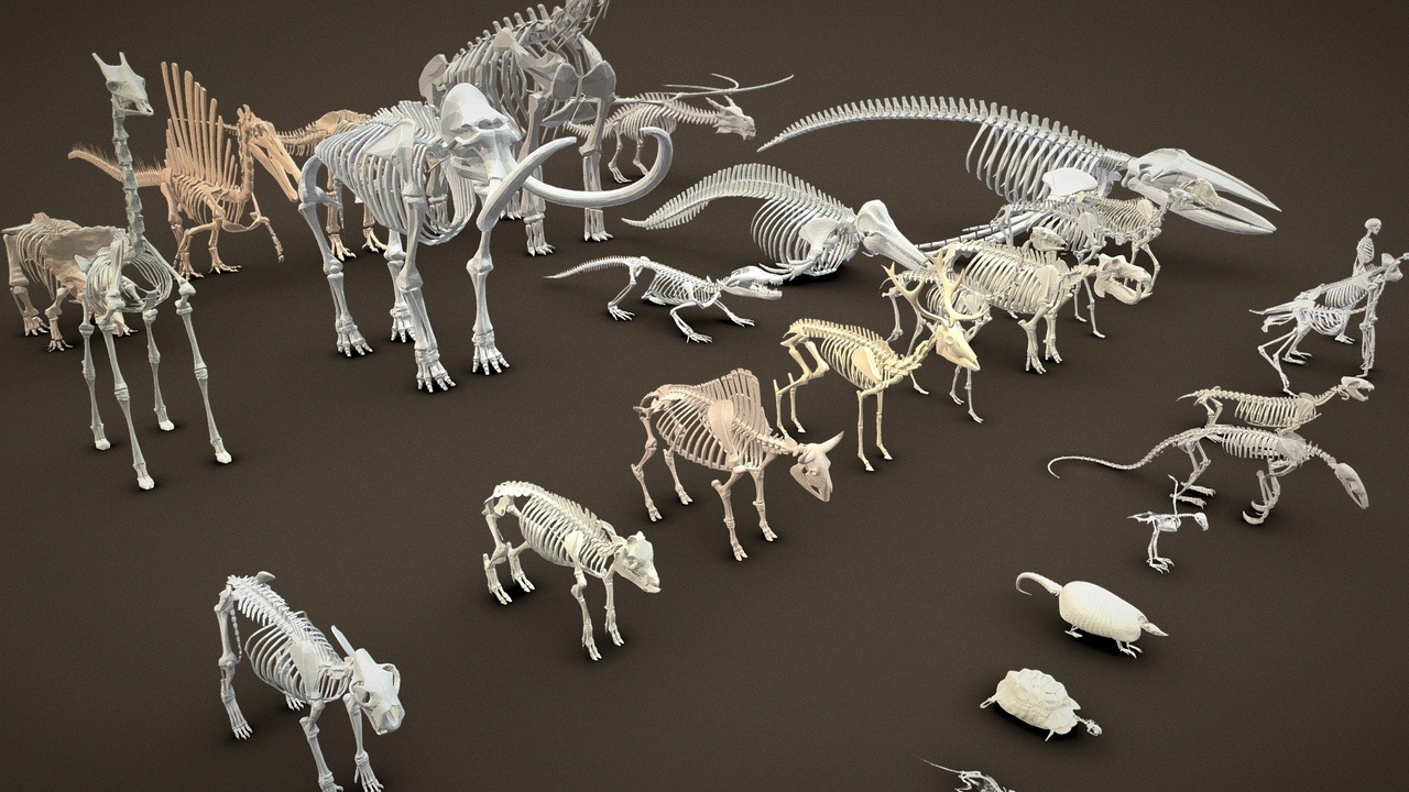 Media 1 for listing Props Pack - Skeletons
