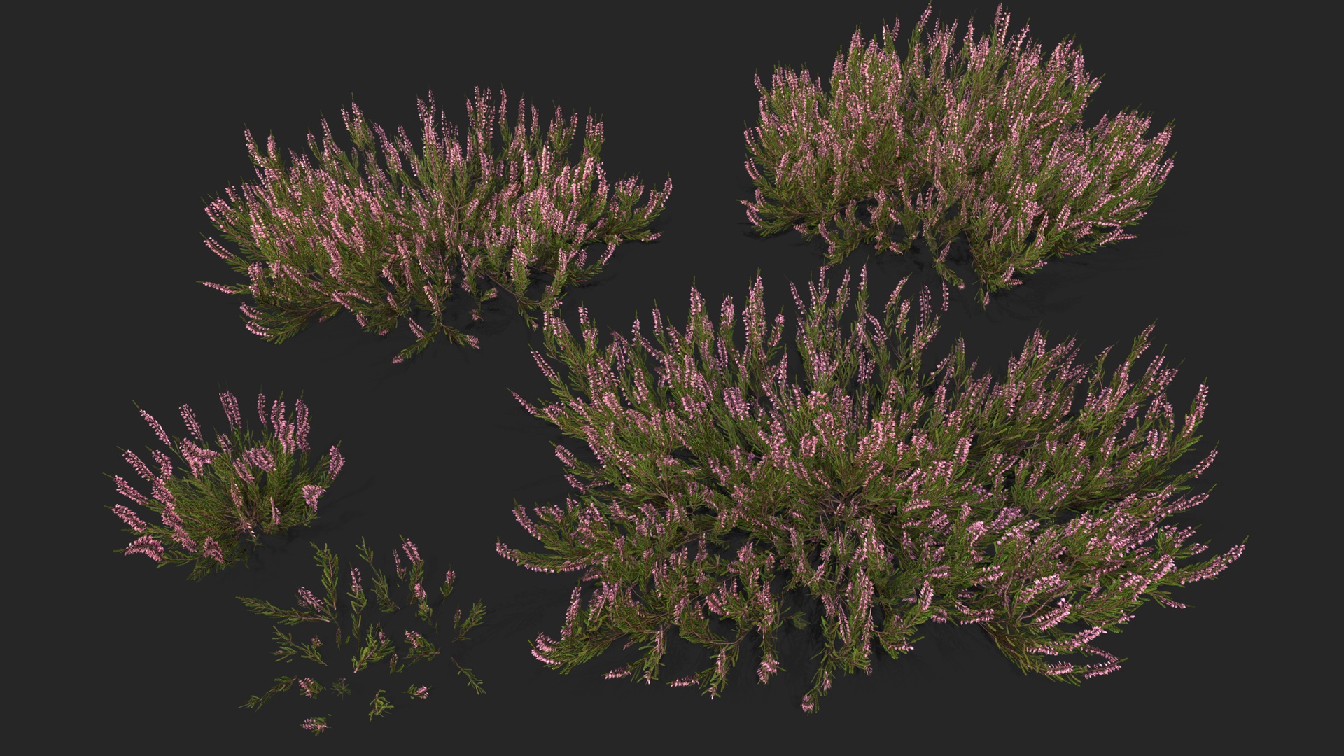 Media 1 for listing Heather plant