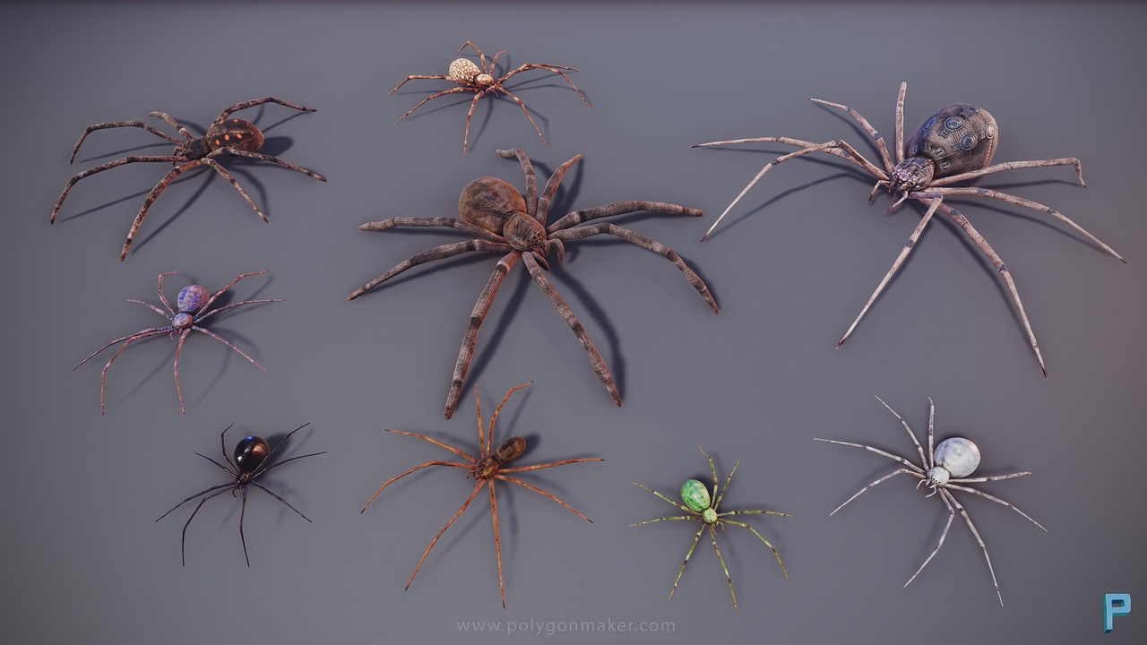 Media 1 for listing Wild Life - Spiders