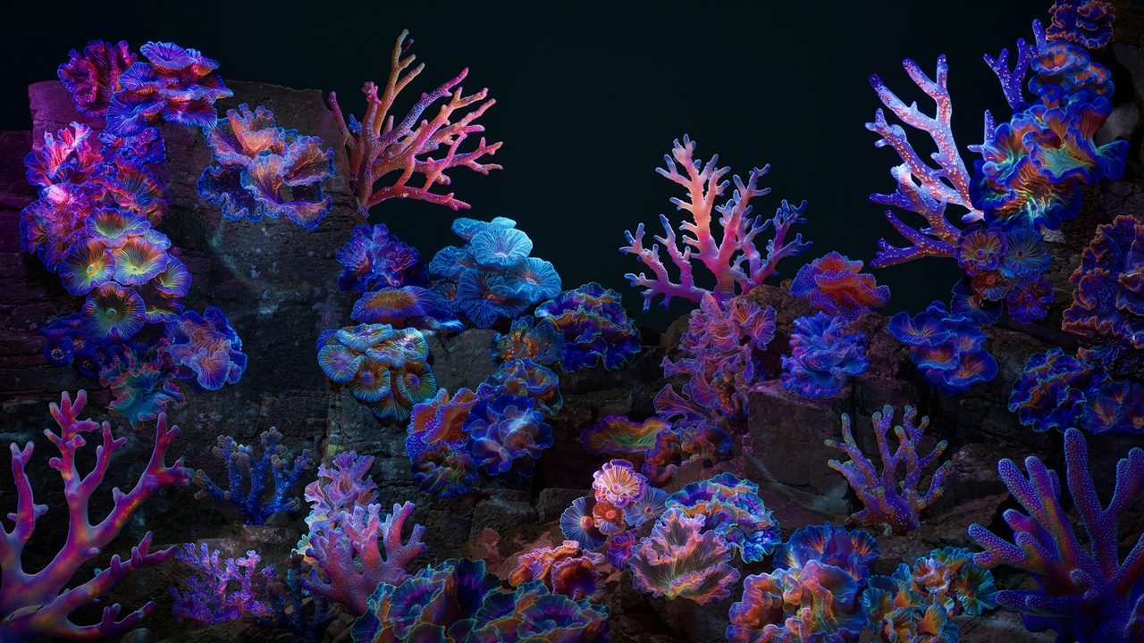 Media 1 for listing Underwater Coral Pack 02