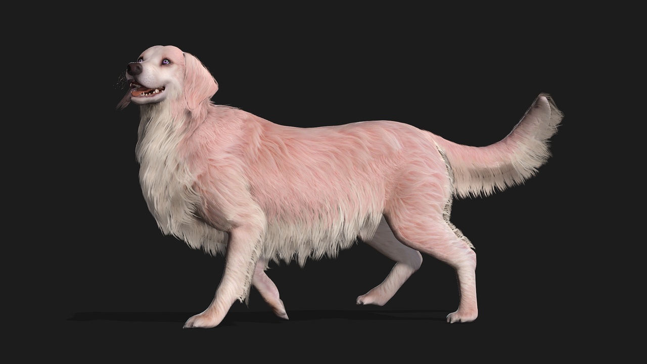 Media 1 for listing Dog_B5