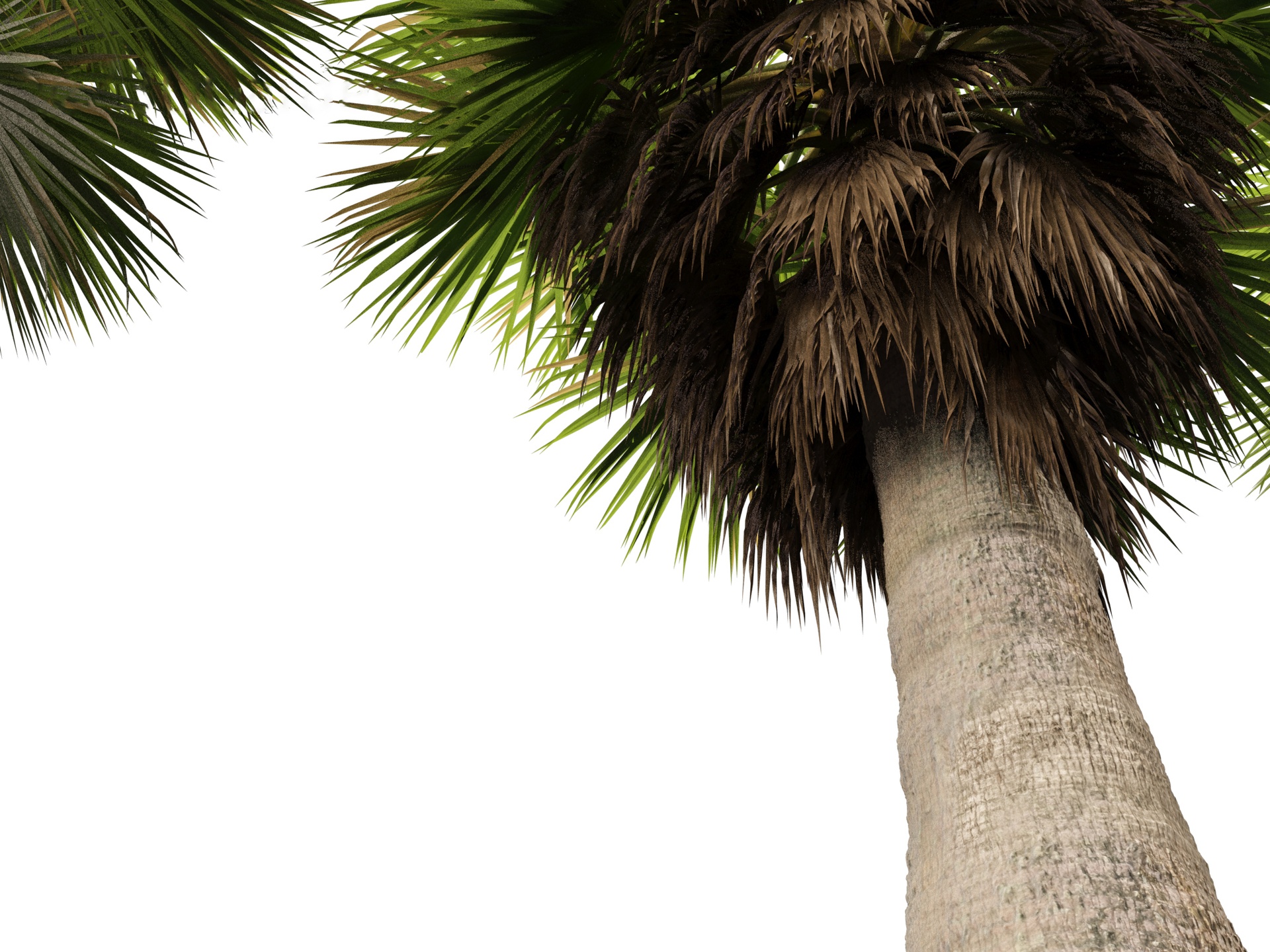 Multimedia 1 dla listy Brahea armata - Mexican blue palm 02