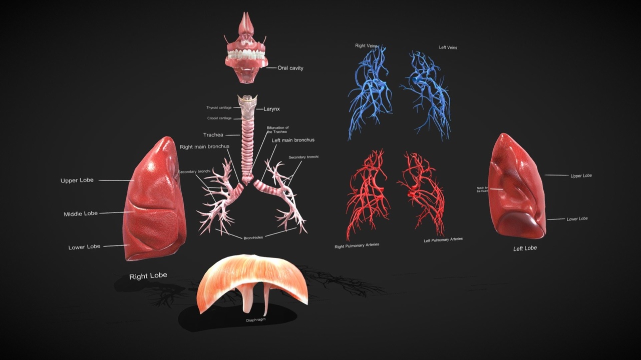 Media 1 for listing Respirator system Anatomy