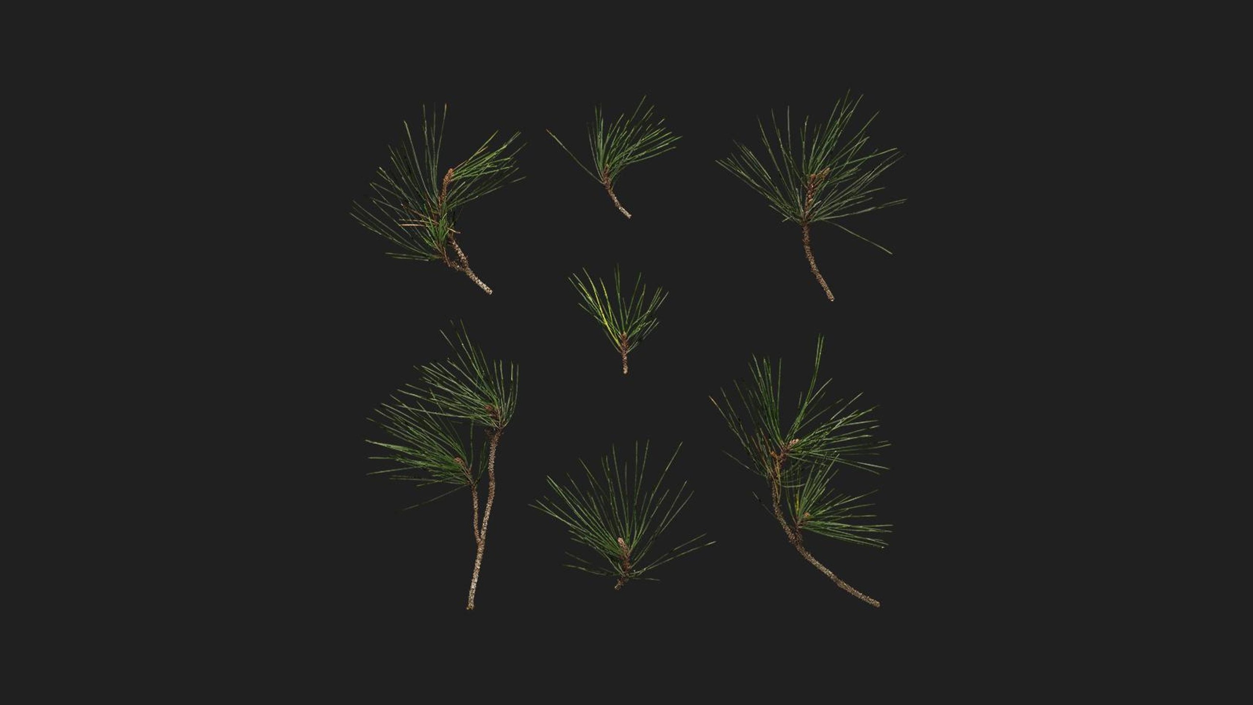 Media 1 for listing Pine Needles