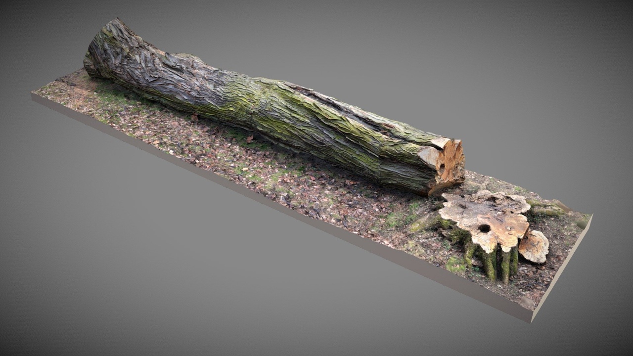 Media 1 for listing Large Fallen Tree